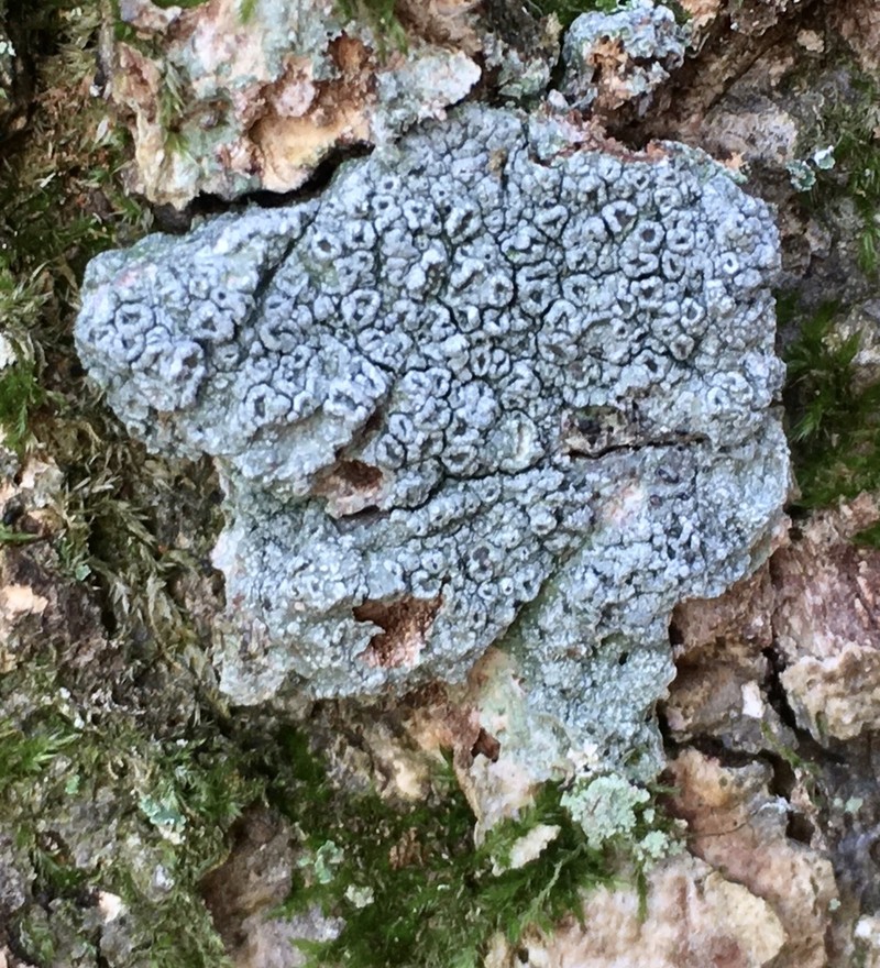 Pore Lichen