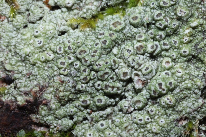 Pore Lichen photo 2