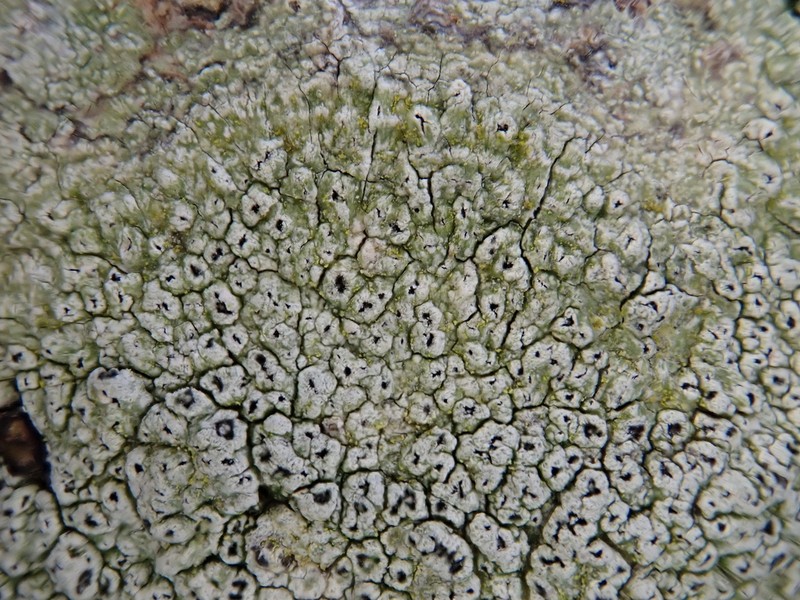 Pore Lichen photo 3