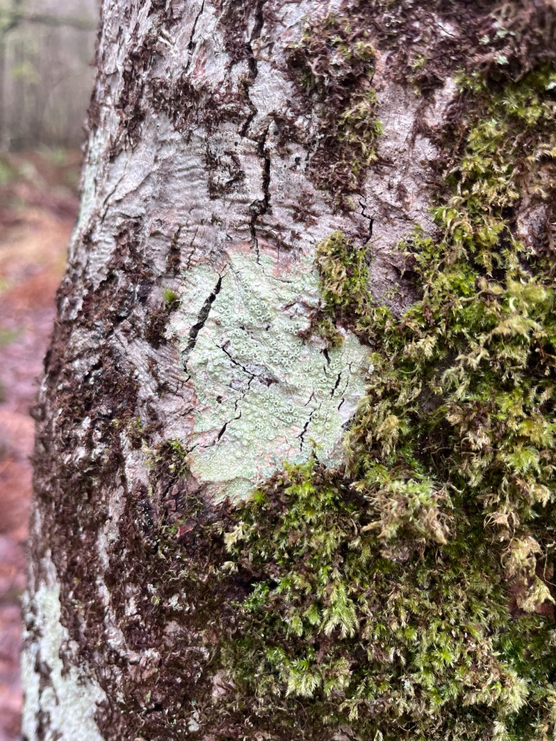 Pore Lichen photo 4