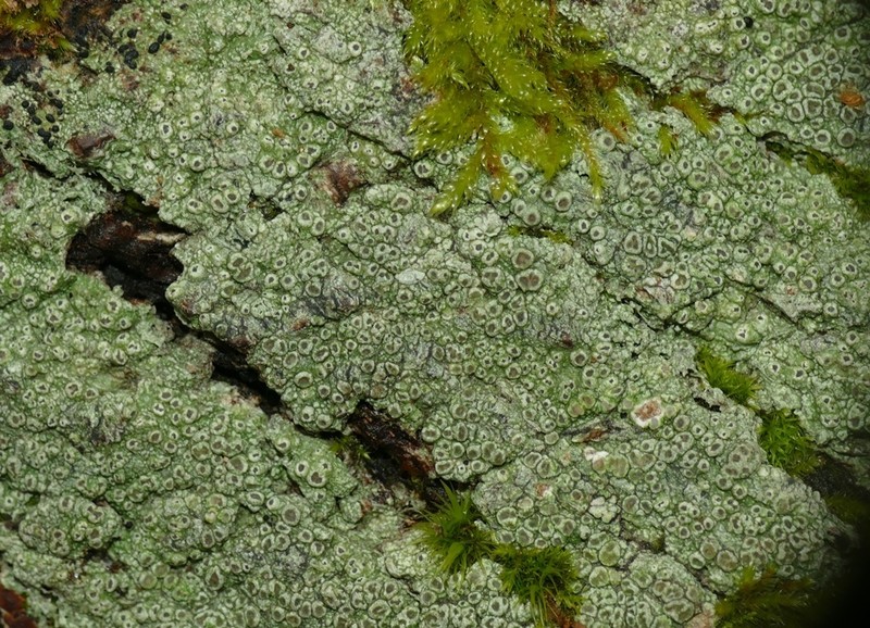Pore Lichen photo 5