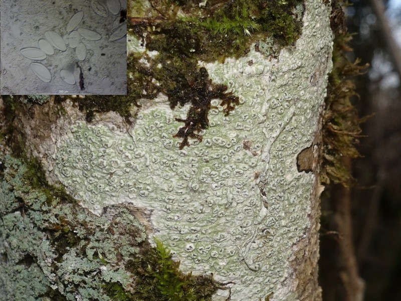Pore Lichen photo 6