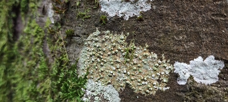 Pore Lichen photo 7
