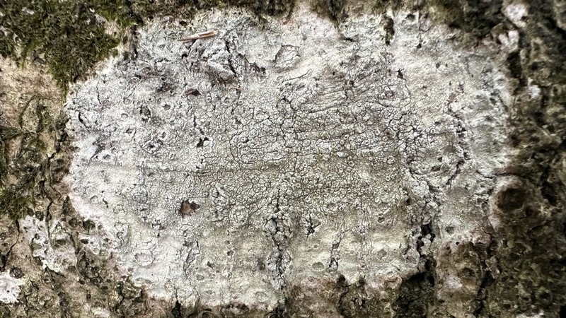 Pore Lichen photo 8