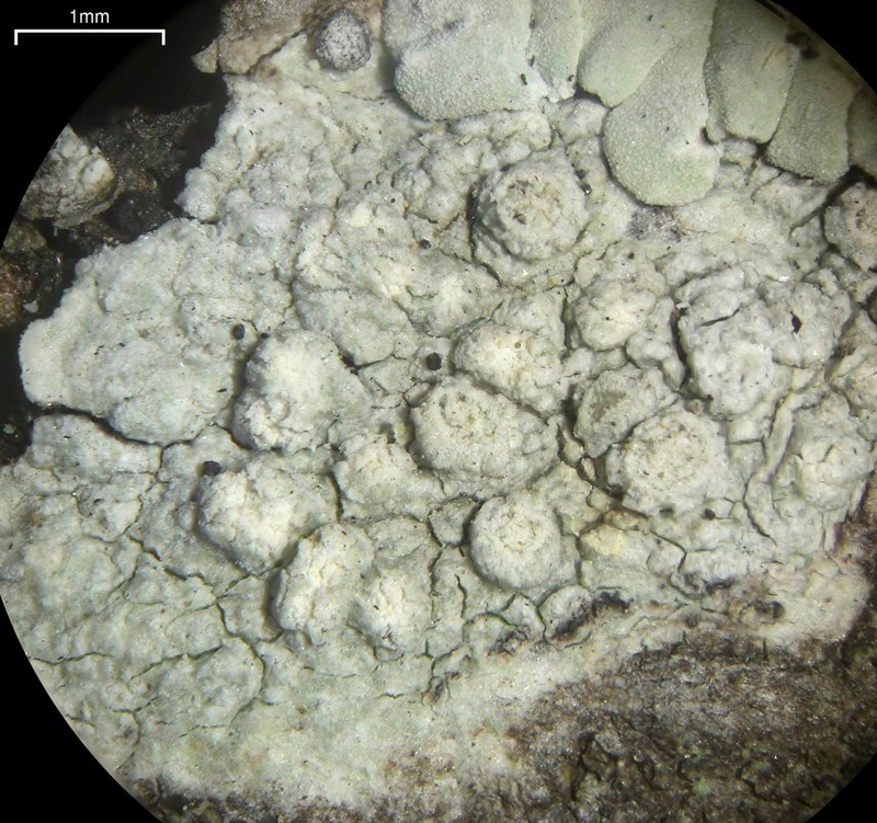 Pore Lichen