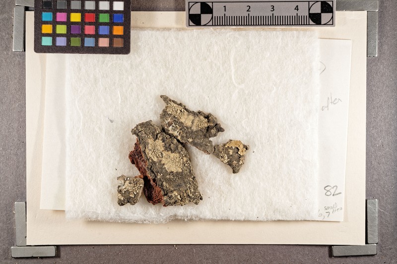 Pore Lichen photo 5
