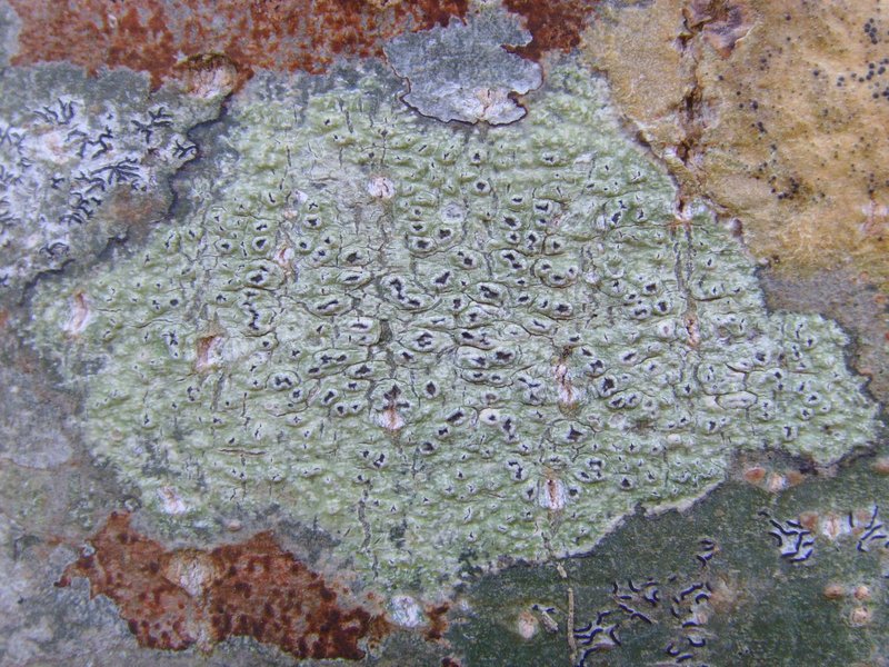Pertusaria leioplaca