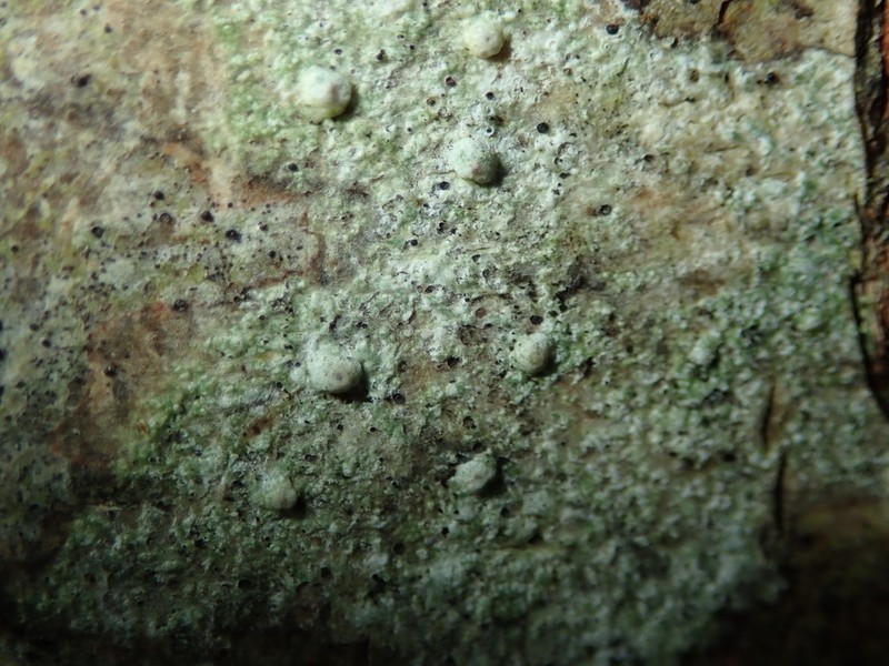 Pertusaria leioplaca