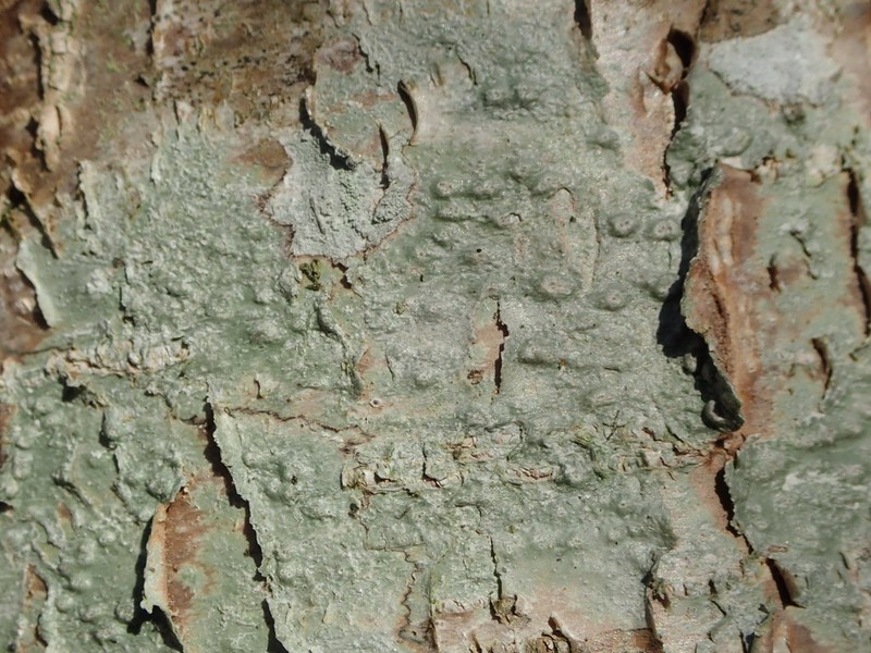 Pertusaria leioplaca photo 2