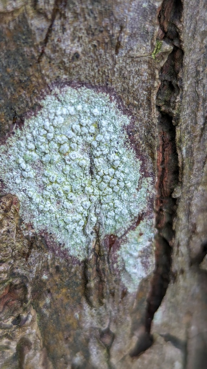 Pertusaria leioplaca photo 3