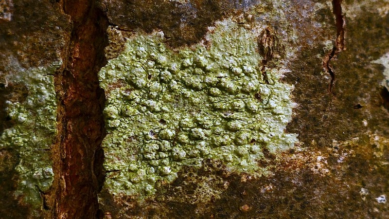 Pertusaria leioplaca photo 4