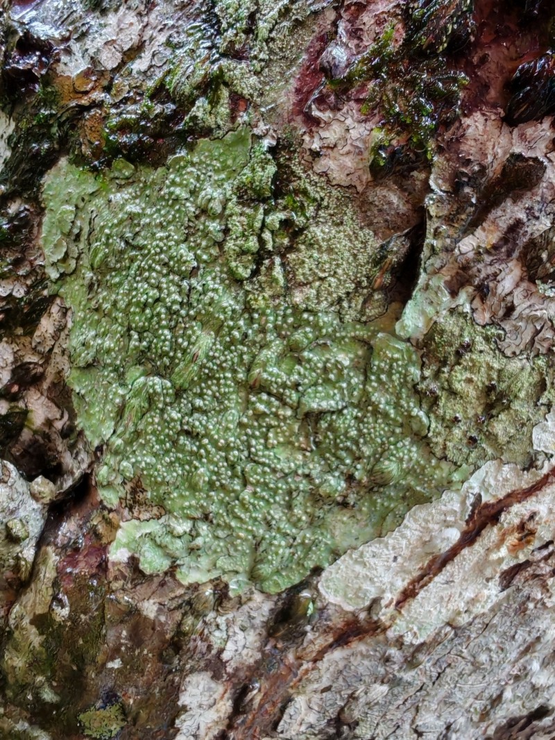 Pertusaria leioplaca photo 5