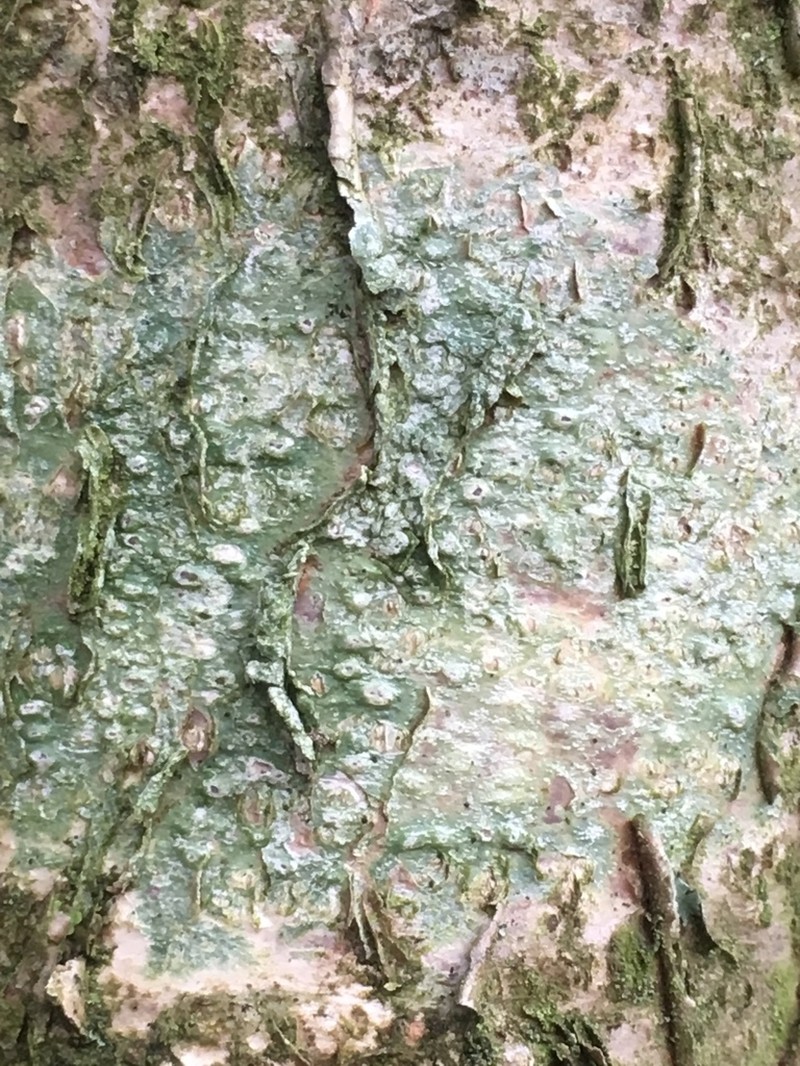 Pertusaria leioplaca photo 6