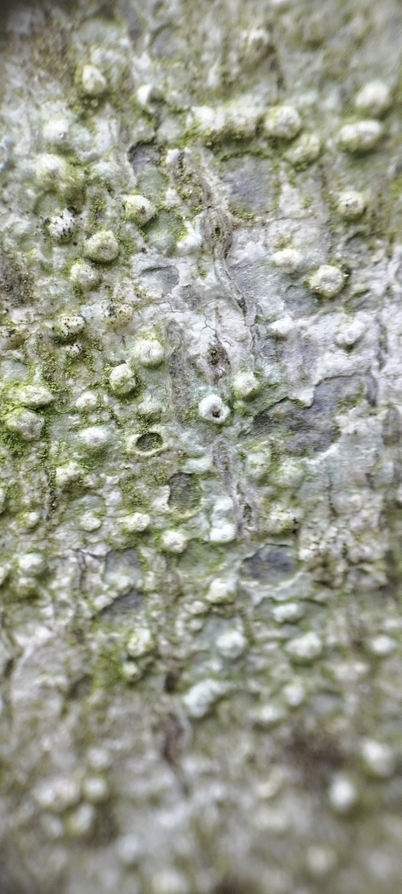 Pertusaria leioplaca photo 7