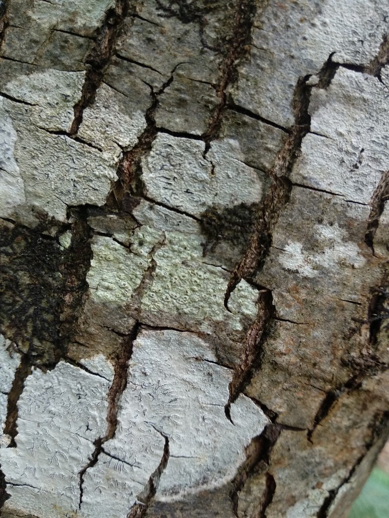 Pertusaria leioplaca photo 8