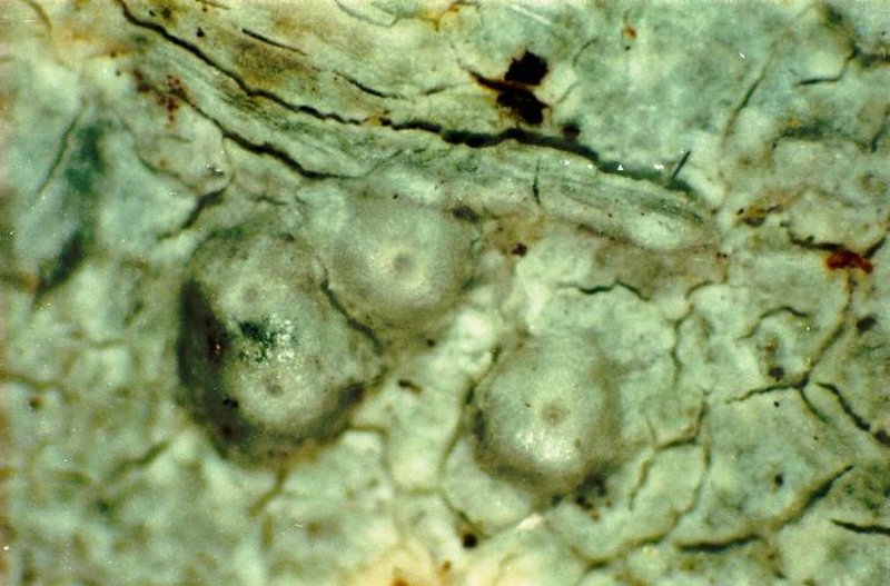 Macoun's Pore Lichen