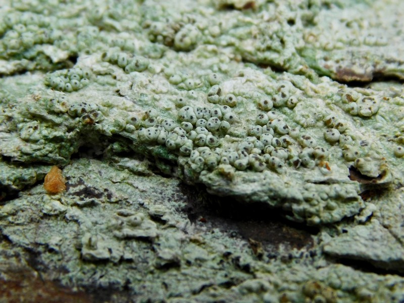 Macoun's Pore Lichen