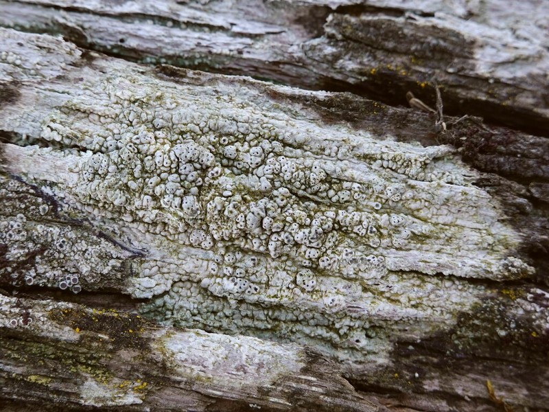 Macoun's Pore Lichen photo 2