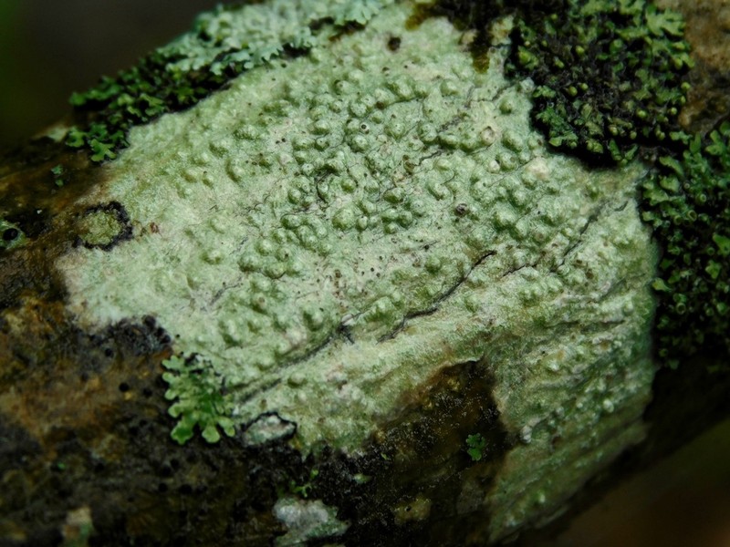 Macoun's Pore Lichen photo 3