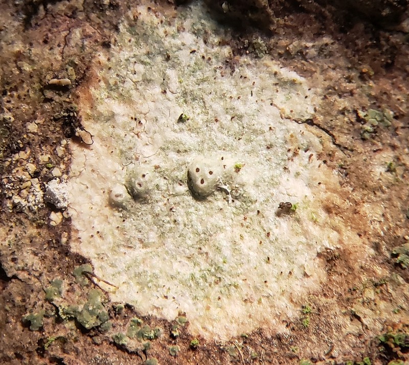 Macoun's Pore Lichen photo 4