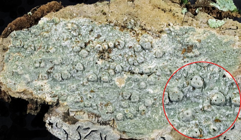 Macoun's Pore Lichen photo 5