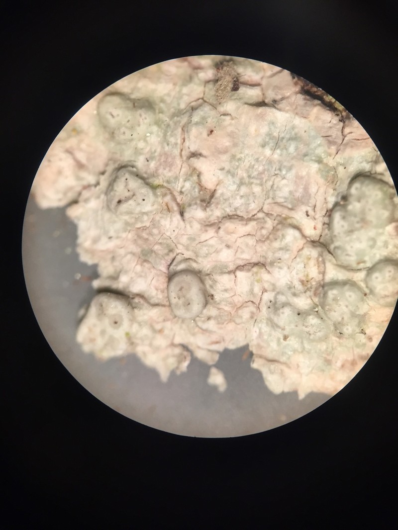 Macoun's Pore Lichen photo 6