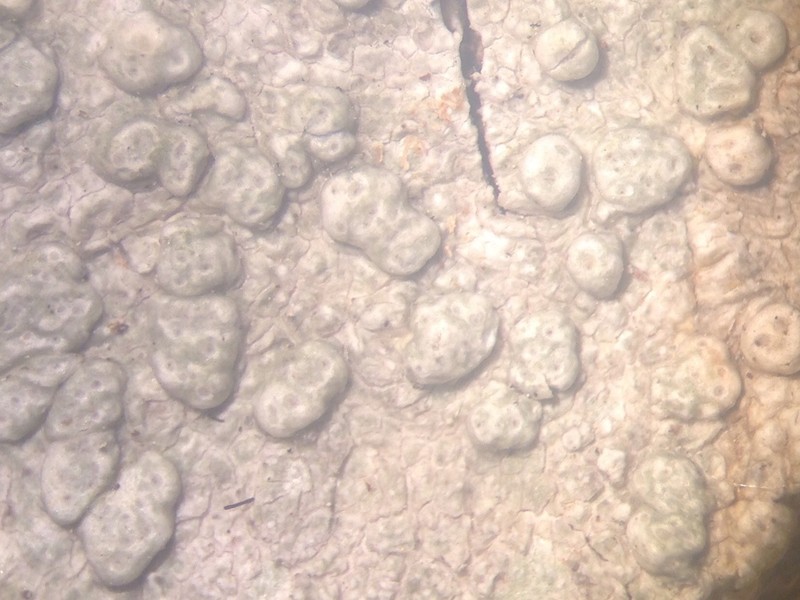 Macoun's Pore Lichen photo 7