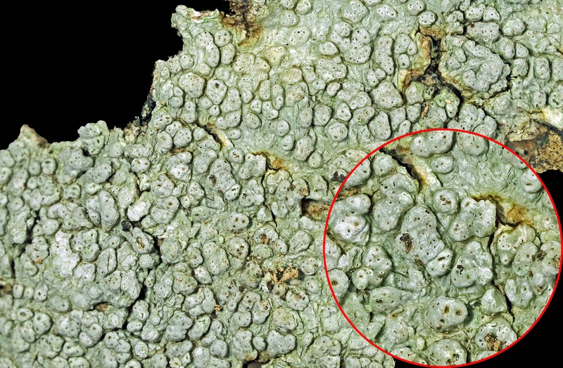 Macoun's Pore Lichen photo 8
