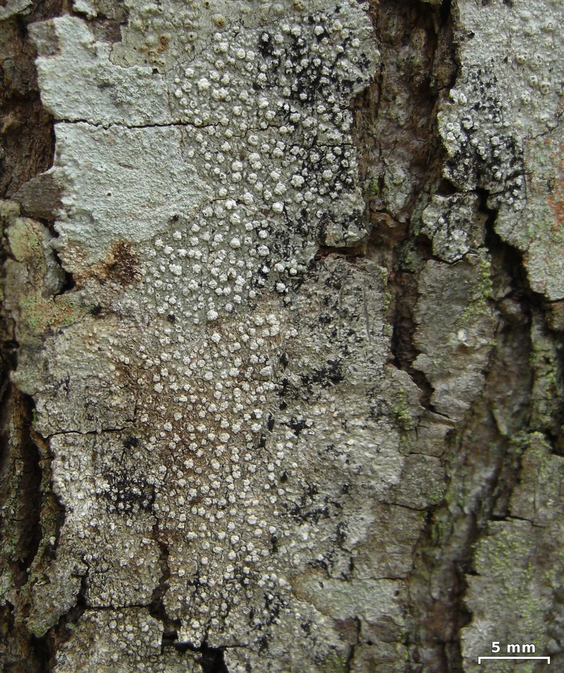 Pore Lichen