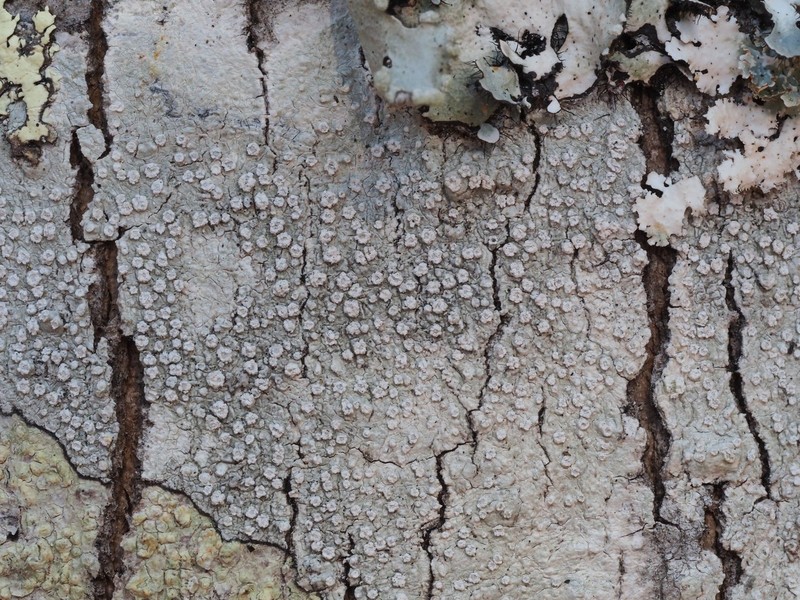Pore Lichen