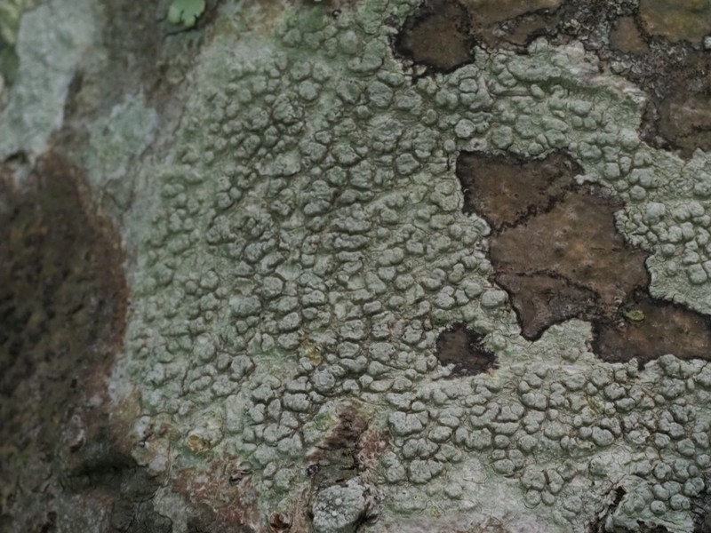 Pore Lichen photo 2