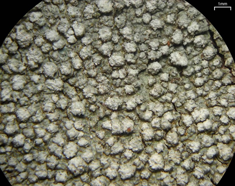 Pore Lichen photo 3
