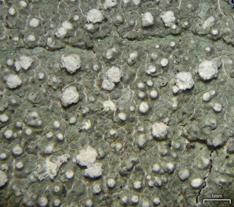 Pore Lichen photo 5