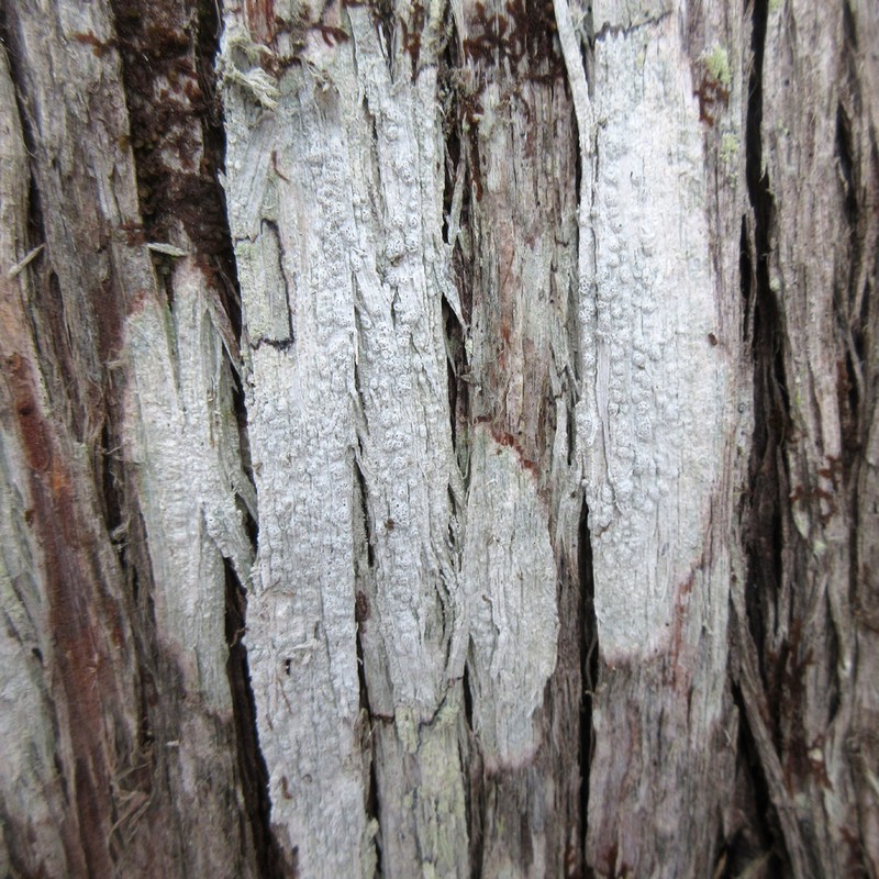 Pore Lichen