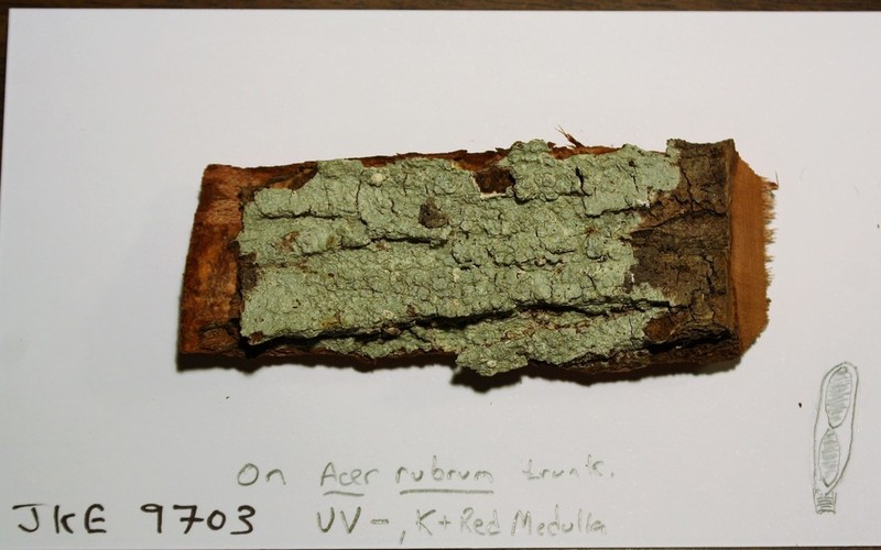Pore Lichen photo 2