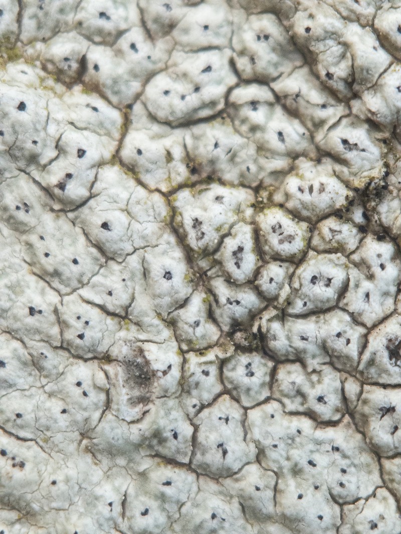Pore Lichen photo 3