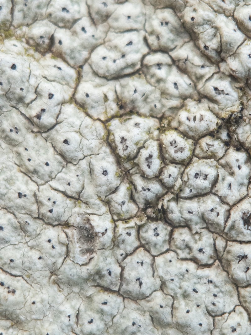 Pore Lichen photo 4