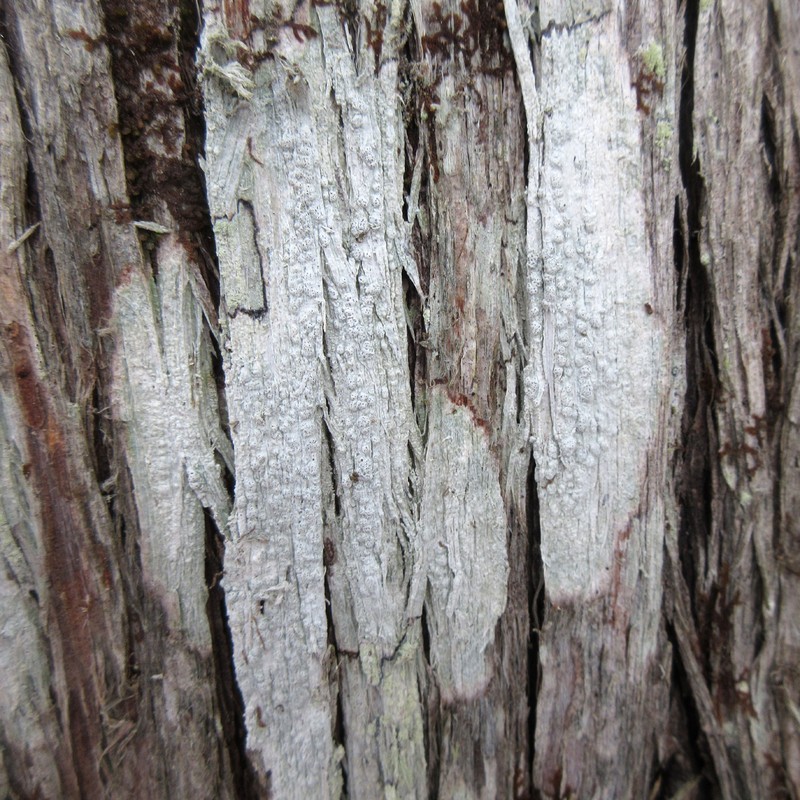 Pore Lichen photo 5