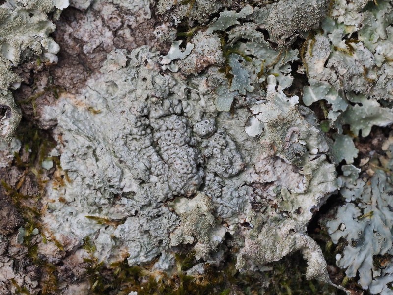 Pertusaria obruta