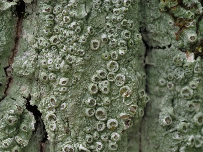 Pertusaria obruta photo 2