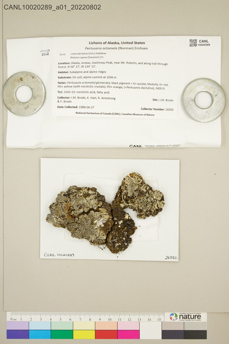 Pore Lichen photo 2