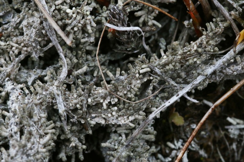 Pore Lichen