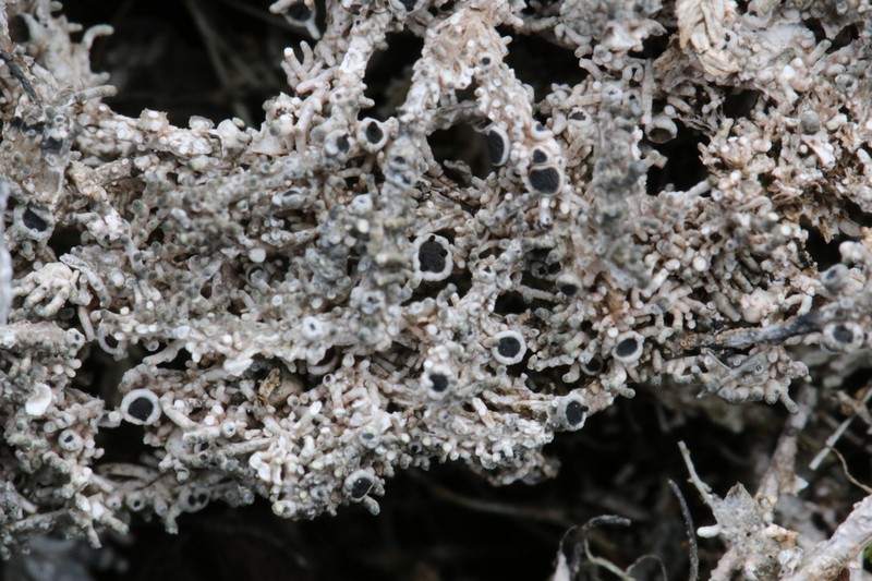 Pore Lichen photo 2