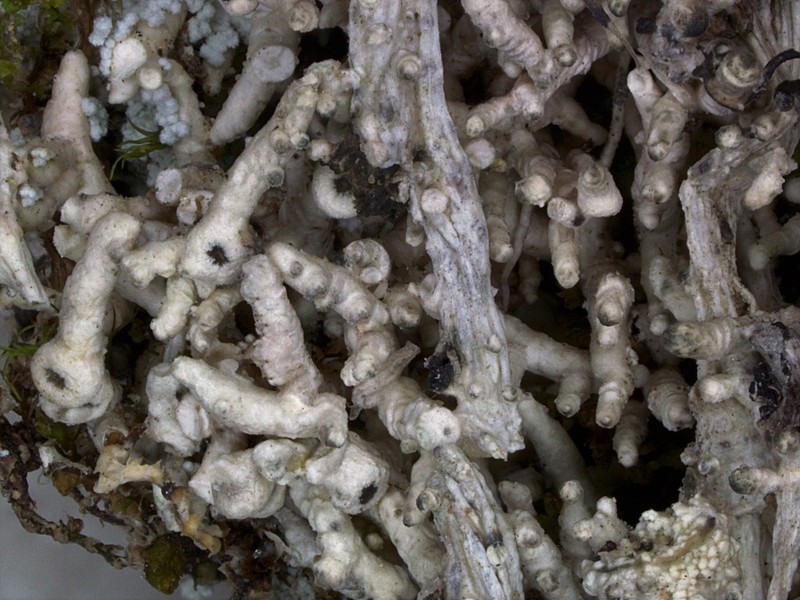Pore Lichen photo 3