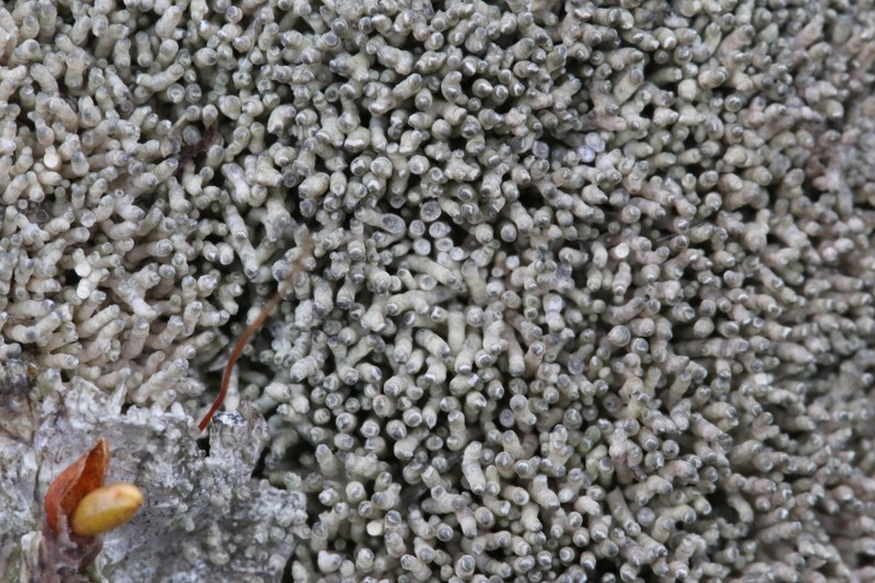 Pore Lichen photo 4