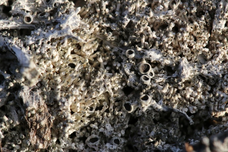 Pore Lichen photo 5