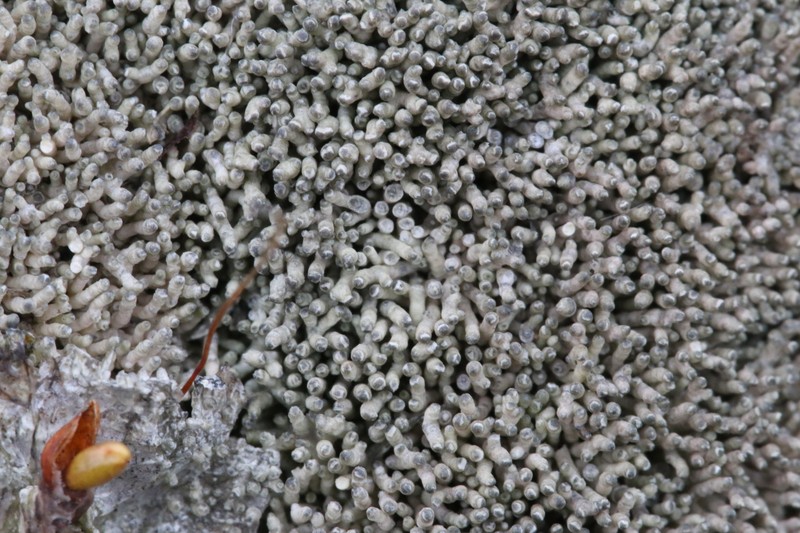 Pore Lichen photo 7