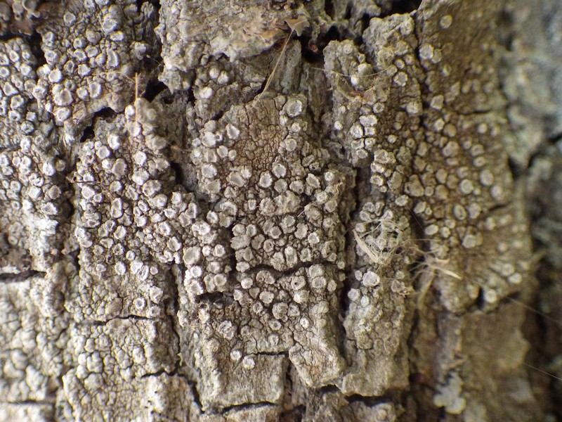 Pore Lichen