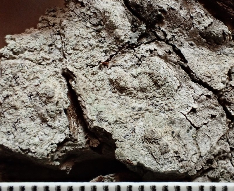 Pore Lichen photo 2
