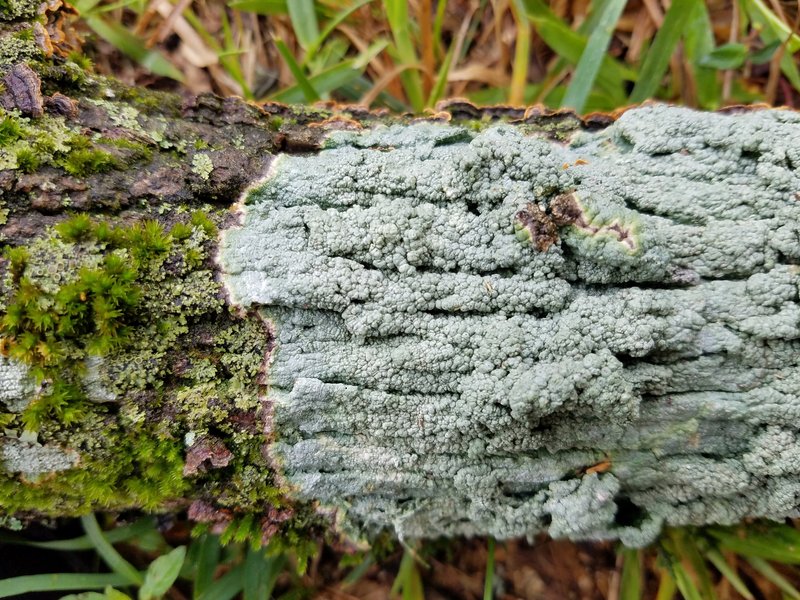Pore Lichen